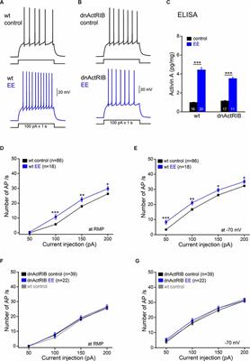 Activin A Reduces GIRK Current to Excite Dentate Gyrus Granule Cells